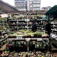 My Kunming highlights 