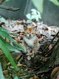 深圳這座免費的小眾公園我不敢告訴太多人，因為實在太好拍了！