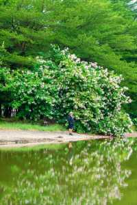 避開人從眾，廣州小眾森林湖畔露營地