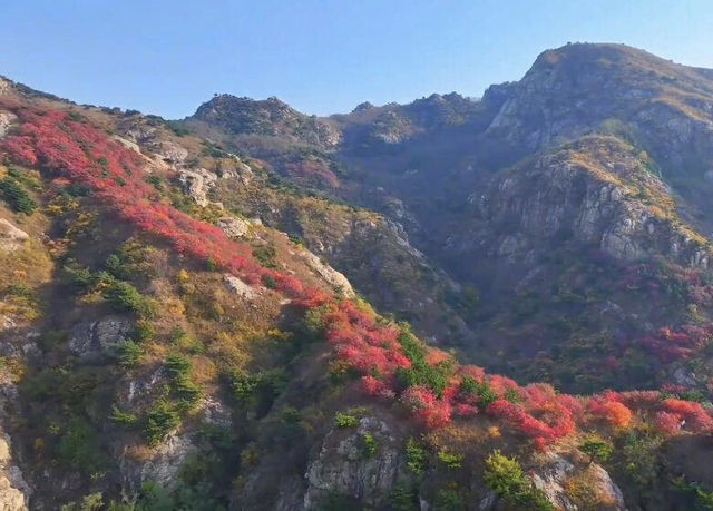 漫山紅葉醉深秋