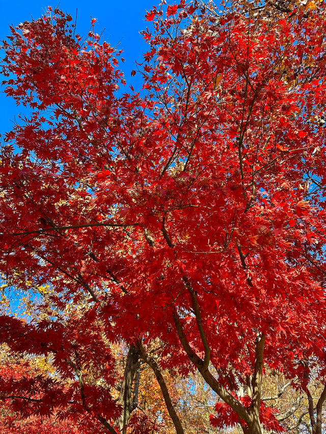 接下來的蘇州天花板｜只剩下這幾顆紅楓樹