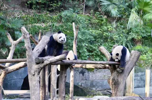 The zoo with the most pandas in the world, tickets are only 25 yuan, and you can also watch them play mahjong