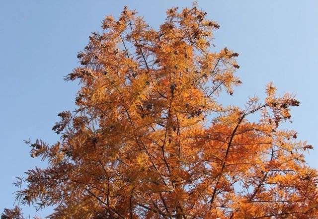 超治癒！快來打卡邛海濕地公園這些高顏值冬日秋景