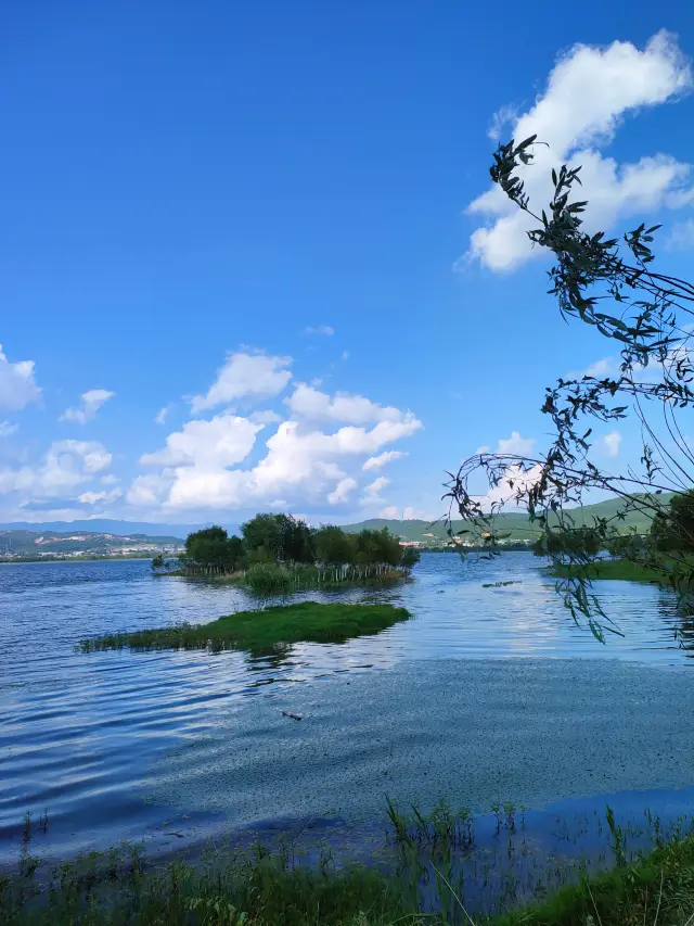 Yunnan | Lashihai, a lake under the distant mountains, a colorful rose corridor