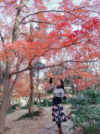 12/6實拍 中山植物園 紅楓崗 拍照機位分享