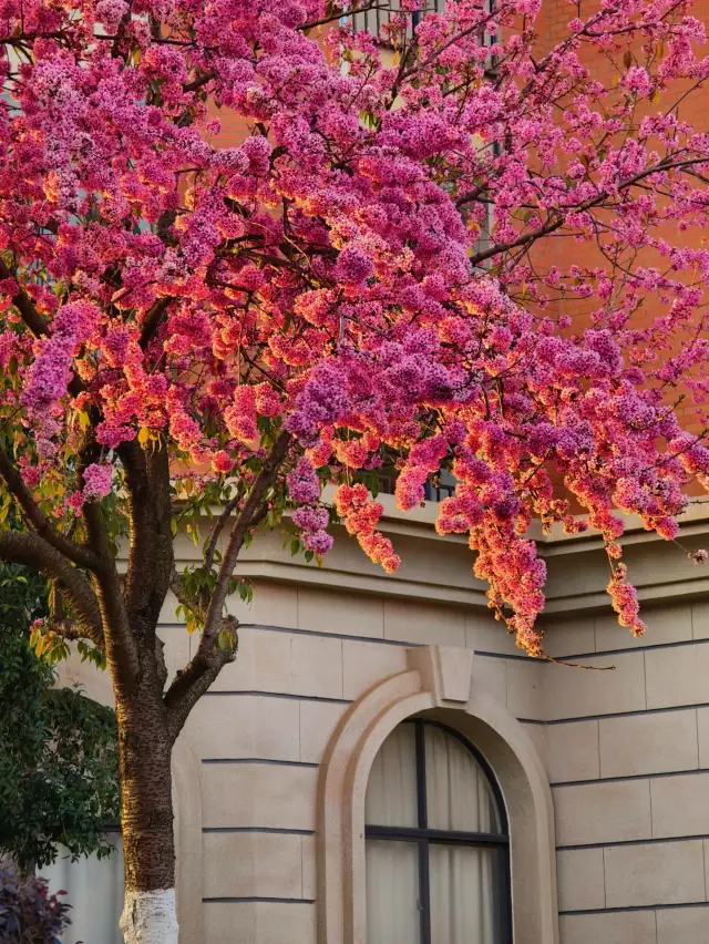 This is not Europe! This is the winter cherry blossoms at Yunnan University