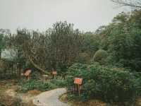 世界最大的藥用植物園!原來就在廣西!