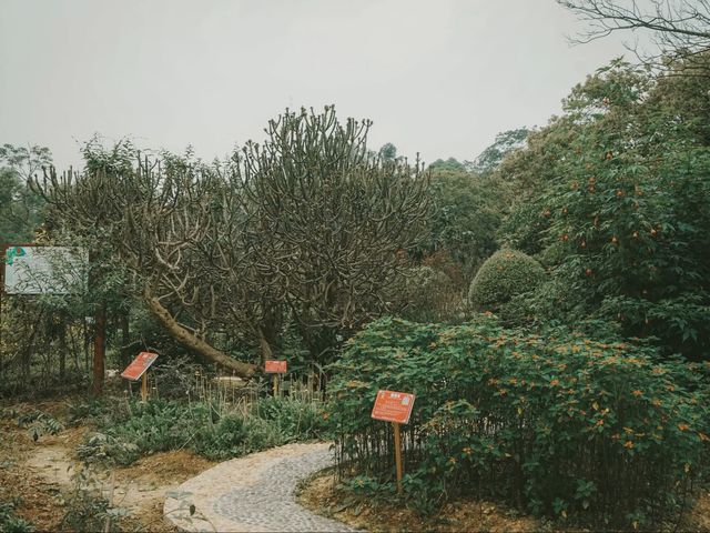 世界最大的藥用植物園!原來就在廣西!