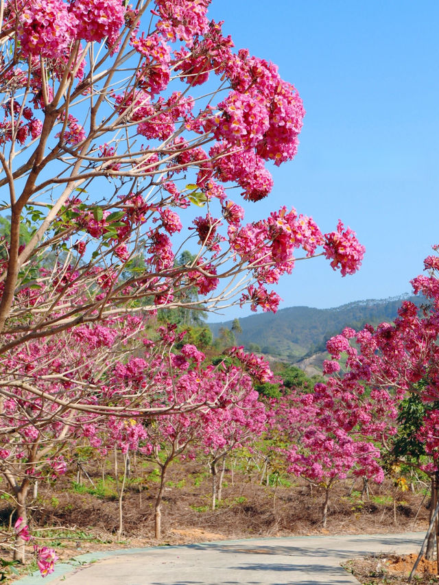 陸河紫花風鈴木