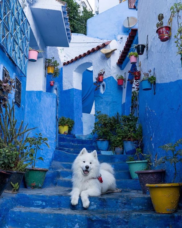 A polar bear in the blue city Chefchaouen 💙😍 This was Felix’ first time in Africa 🇲🇦