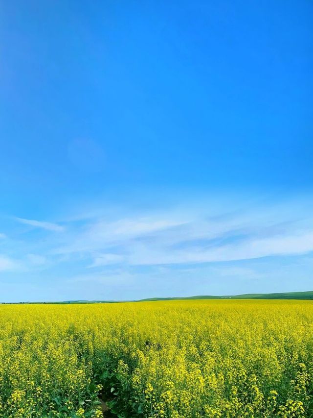 川西夏日仙境，若爾蓋花湖的瑰麗之旅