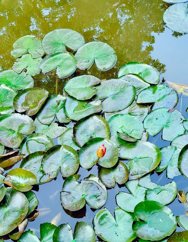 上海|復興公園，初夏的荷塘