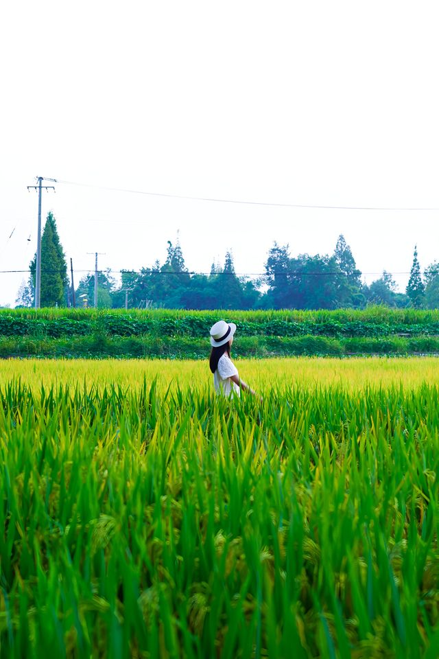 人少景美的稻田，按下快門記錄這片美景！