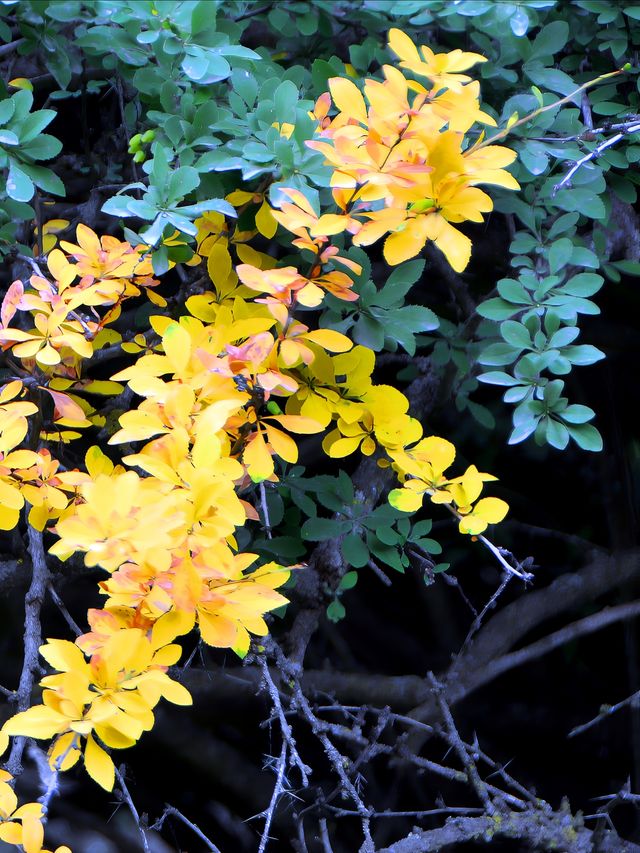 山中的野花