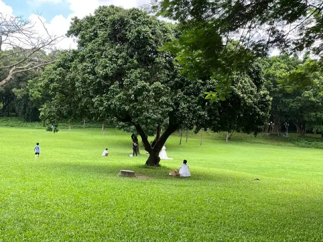 深セン中山公園｜市内に隠れた絶美な公園