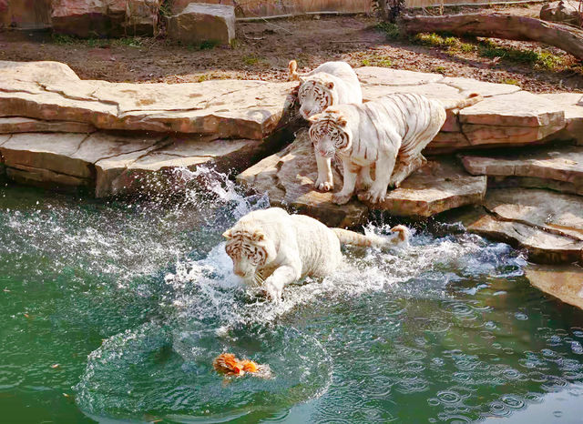 春節去動物園逛一圈