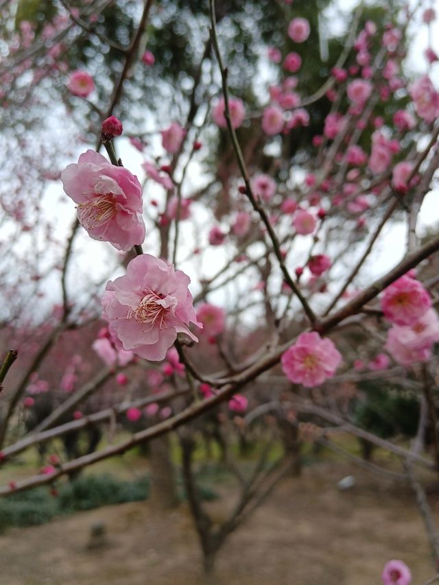 春節假期，蘇州人山人海，不如到香雪海看梅花