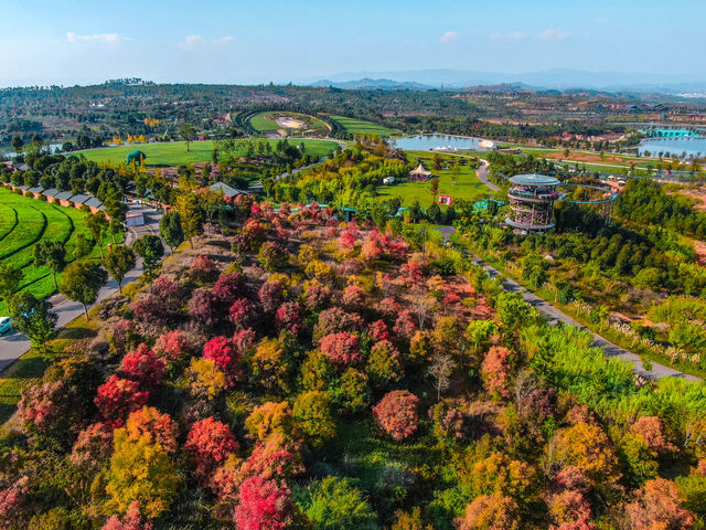 雲南冬日賞花｜小眾森林公園感受七彩雲南之美