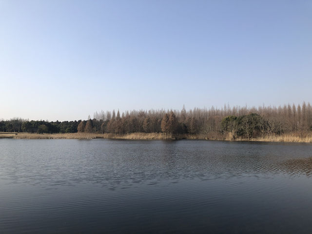 來崇明千萬不能錯過的東平森林公園