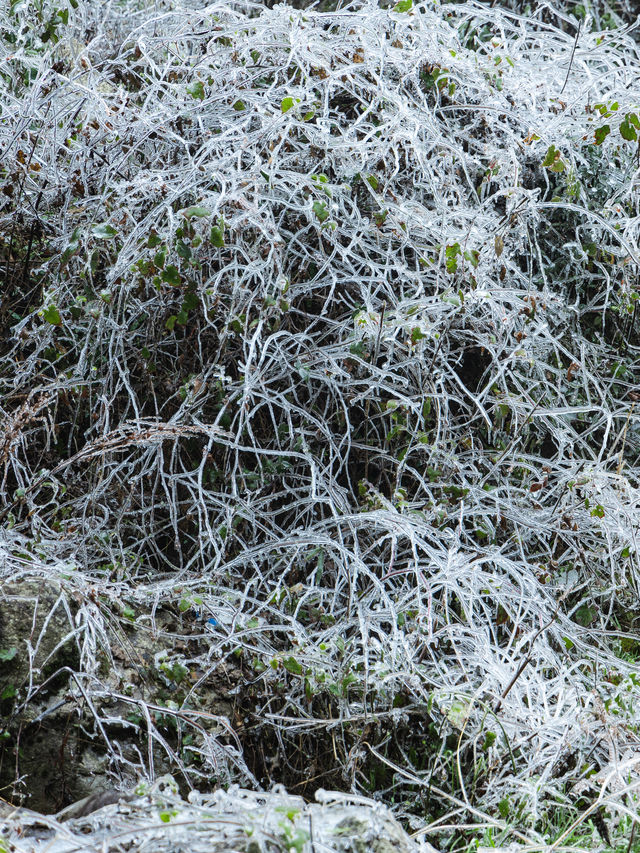 浙江的冰雪世界，我在缙云找到超美「魯冰花」