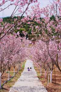 親子遊 | 不是日本櫻花看不起而是廣東櫻花更有性價比！