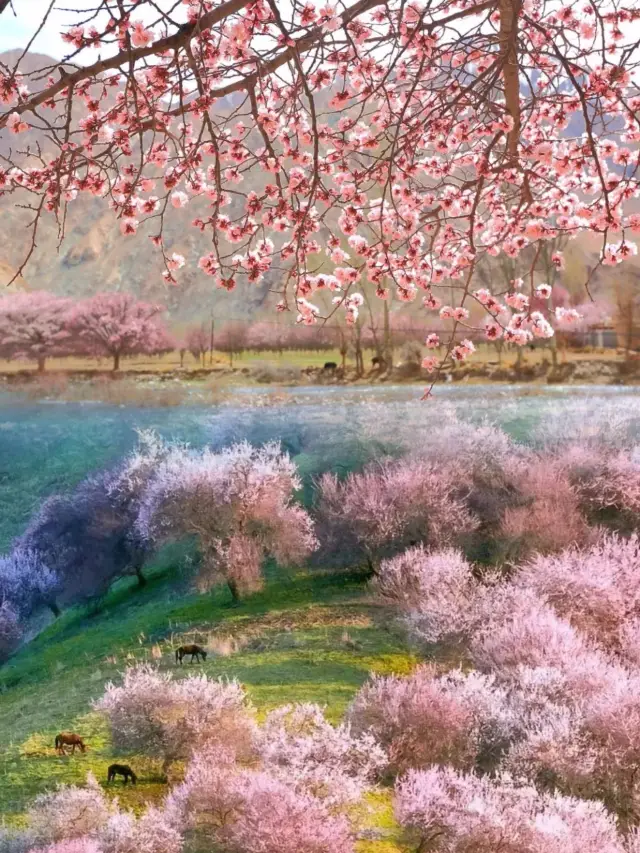 More beautiful than Japanese cherry blossoms! Featured on 'China National Geographic' for its stunning beauty