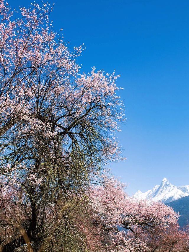 3月看林芝桃花，一定要注意的8件事