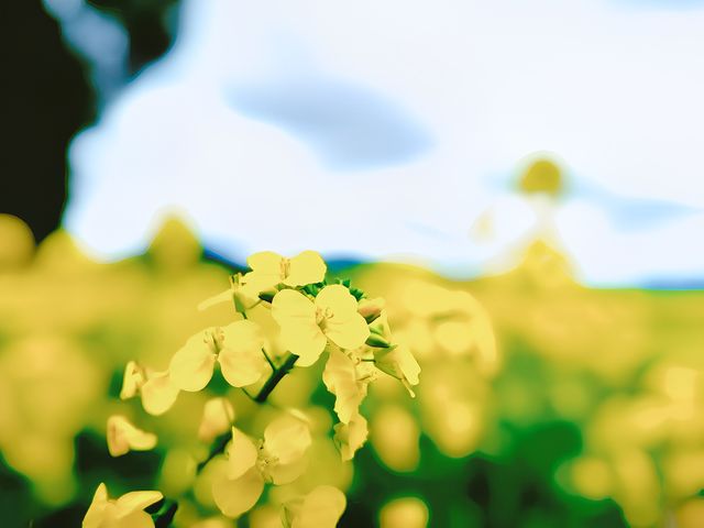 陽春三月又到了滿眼油菜黃的時節