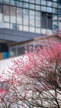 滿城花開的春天｜城中公園的紅梅｜春意盎然