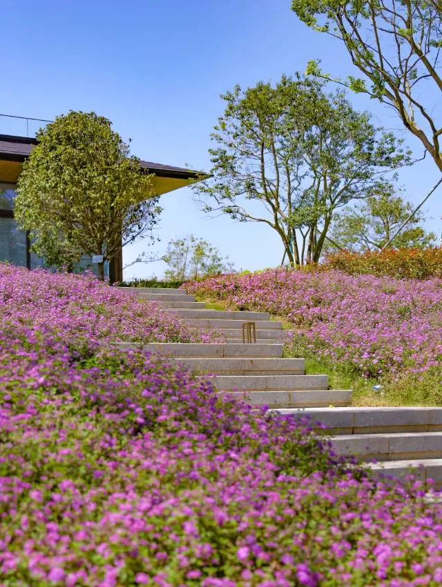 白云山の麓に広がる花畑