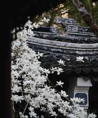 南京|這幾天的瞻園，滿園春色根本關不住