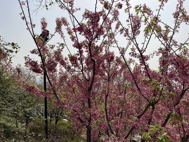 龜山公園的山櫻