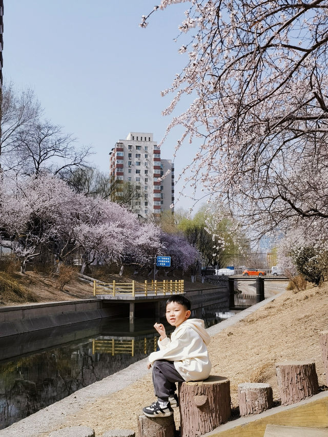 人少景美 二道沟山桃花賞花正當時