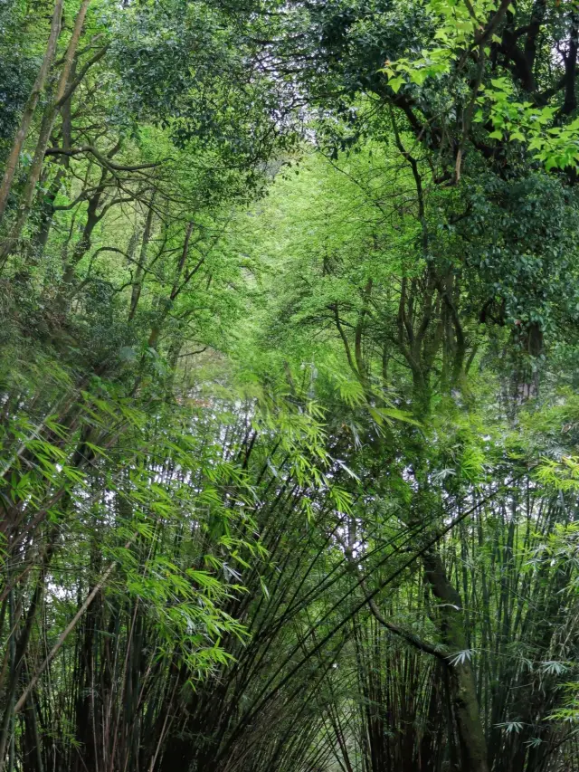 An Unmissable Spring Romance: A Guide to Guangzhou Shimen National Forest Park