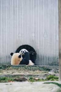 看熊猫，一定要去汶川卧龍大熊猫基地