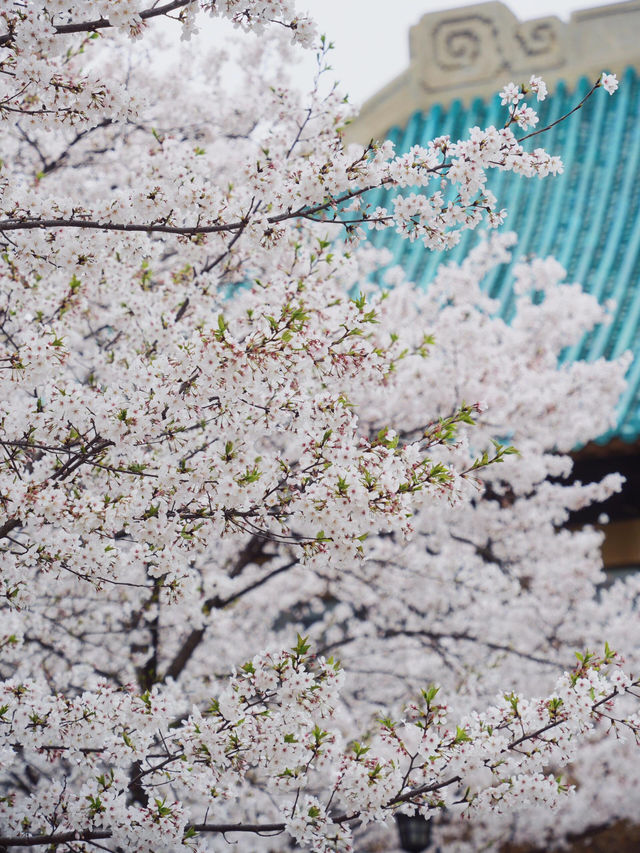 四月在武大，櫻花盛開的季節！