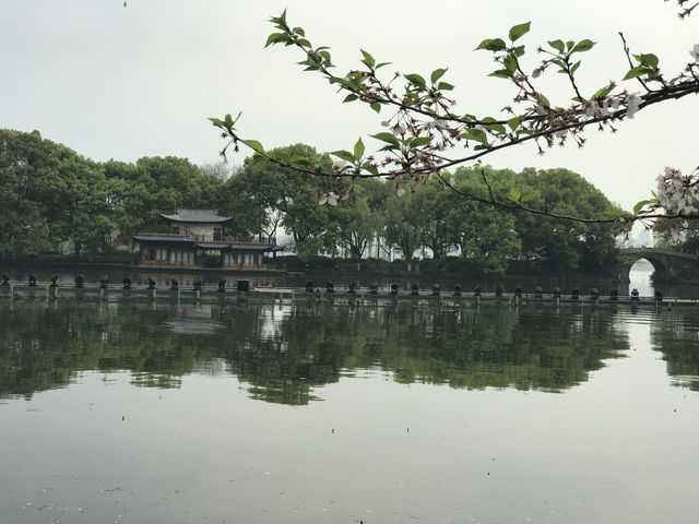 雖昨夜杭州一場雨，曲院風荷這個神仙賞花機位的賞櫻攻略還能安排