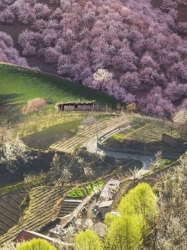 萬次的春和景明怎麼少得了無錫鼋頭渚