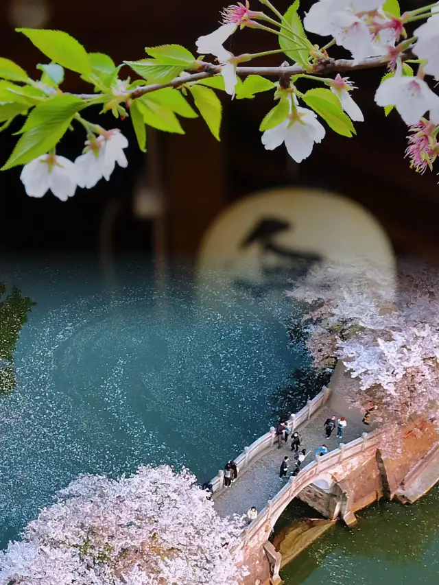 Spring Limited: The charm of a world-class cherry blossom viewing destination at Wuxi's Turtle Head Isle!