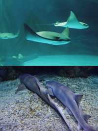 在上海海昌海洋公園，邂逅一場最炫民族風
