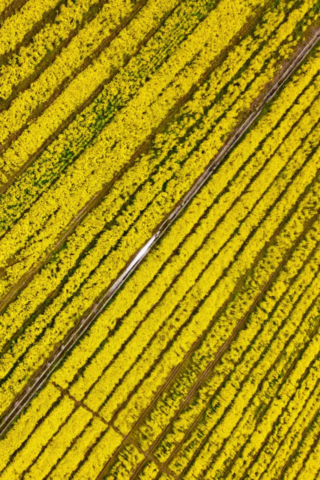 A Lesser-Known Self-Drive Destination: The Canola Flower Sea at Huajiao Island Yuncai Agricultural Park in Ningbo