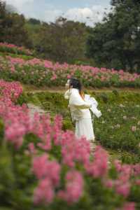 冬日櫻花不止大理，更有夢幻的「古今同框」