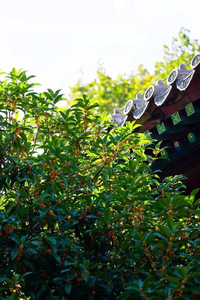 祈福賞秋就來青島湛山寺，順便請一串琉璃珠