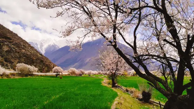 Encounter the Most Beautiful Spring in China 2024, Peach Blossoms in Tibet!