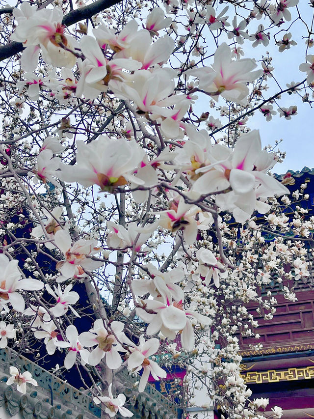又是一年玉蘭花開時今日長春觀 Live圖