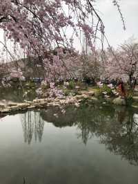 煙花三月 揚州無錫五日遊