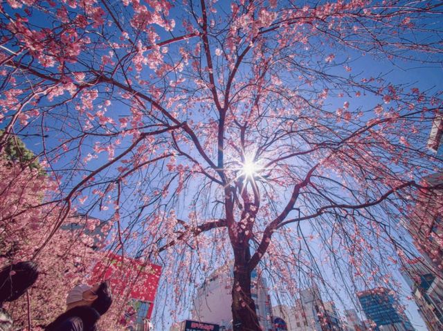 Hiroshima's Tranquility