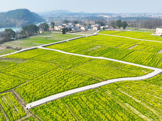 Beauty of Cole Flowers in Guilin's Spring 🌼