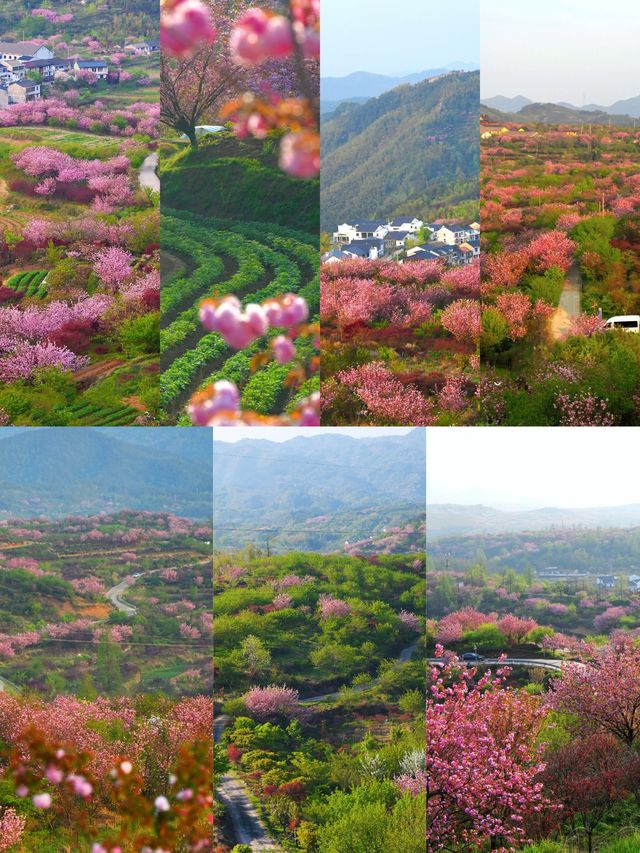 一起去龍池爬山看高山杜鵑