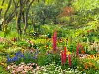 春日限定｜歡迎來到現實版的“莫奈花園”